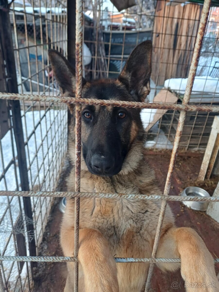 Nemecký ovčiak - 2