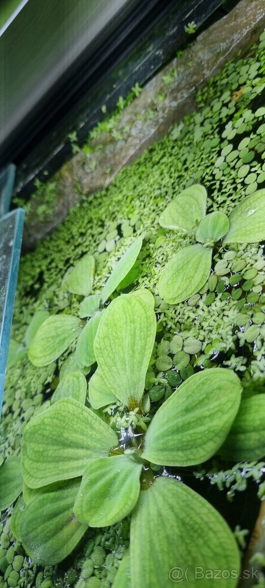 Plávajúce rastliny - 2