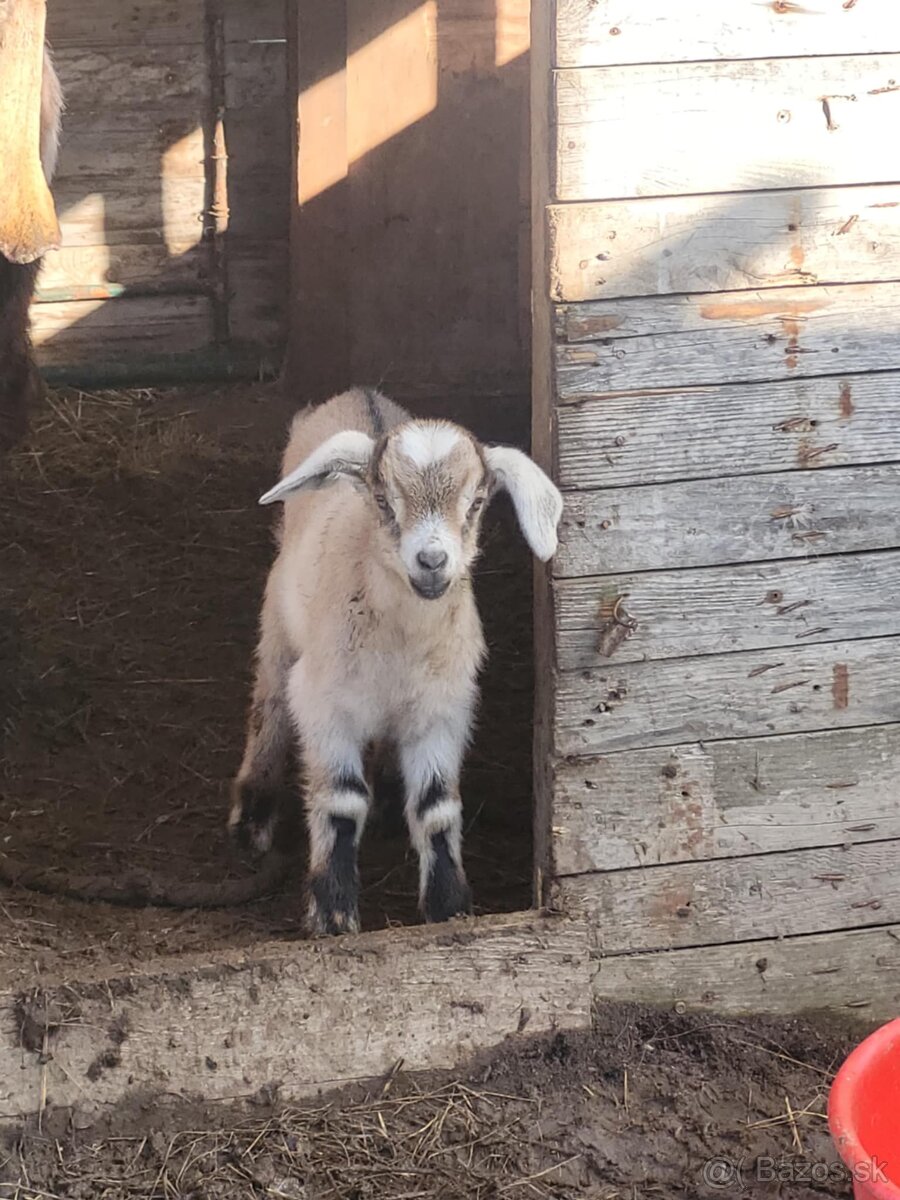 Predám kozu a Capa - 2