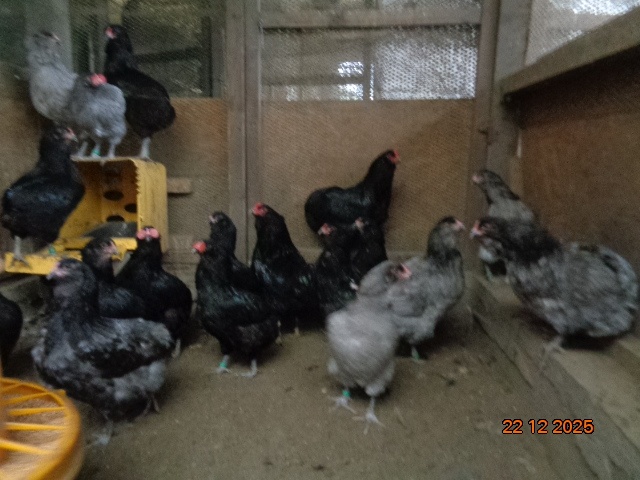 Sliepky Araukana - 2