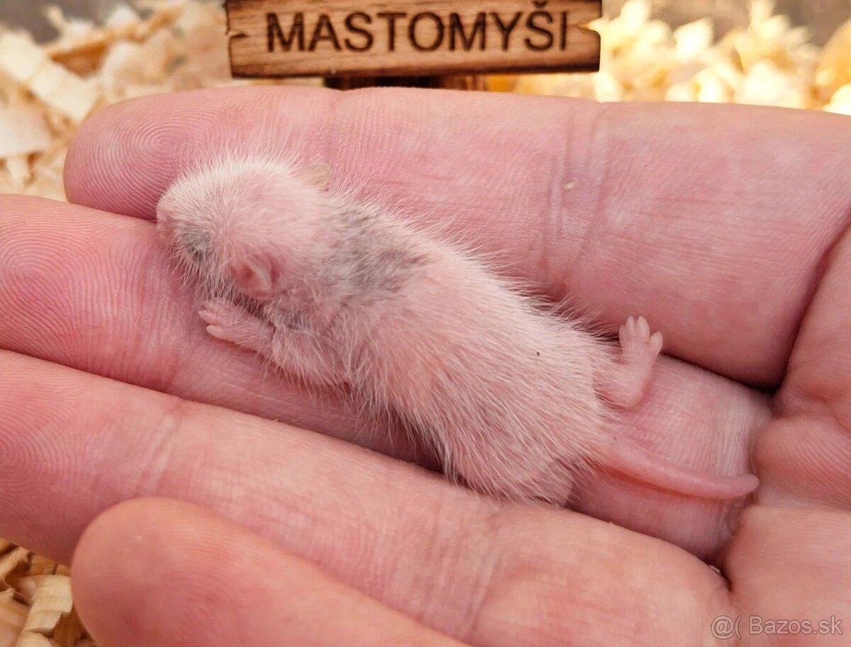 Predám mastomyši - 2