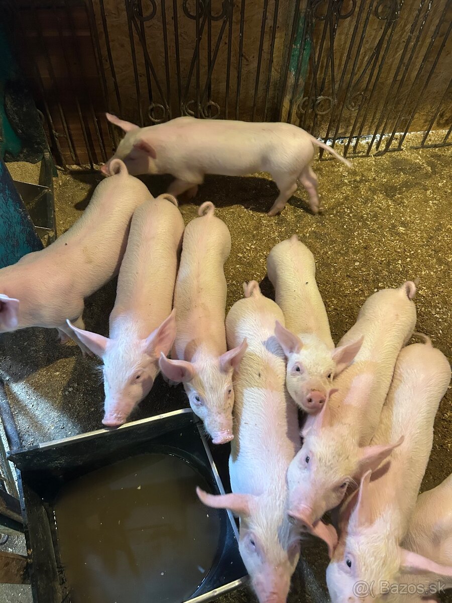 Predám odstavčatá - 2