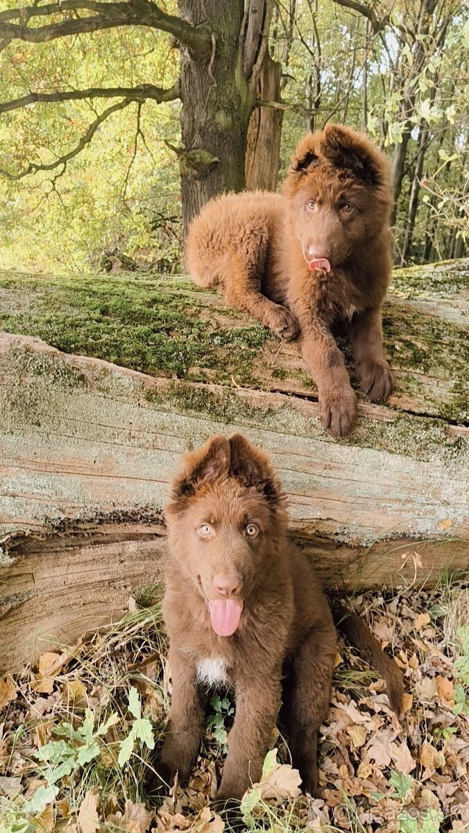 Nemecký ovčiak bez PP šteniatka - 2