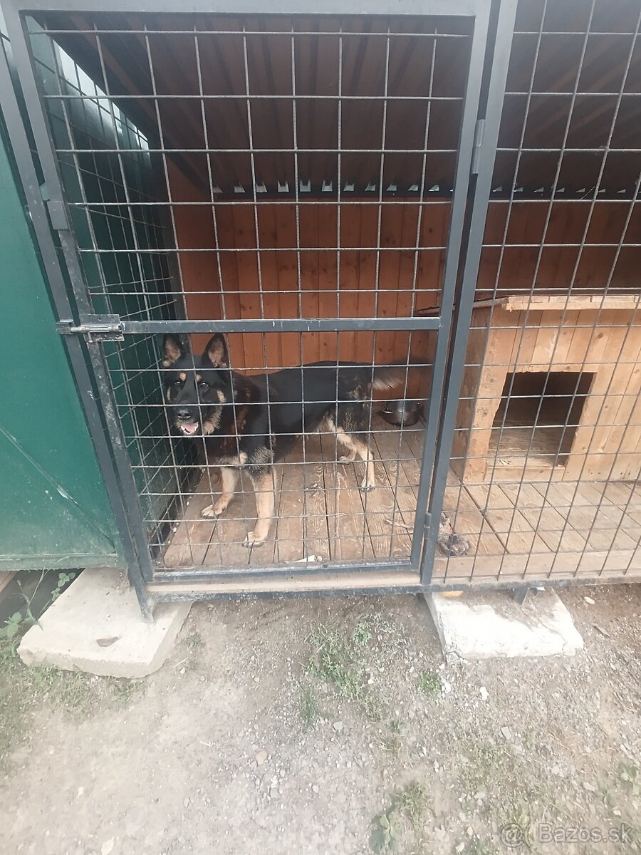 Nemecký Vlciaka - 2