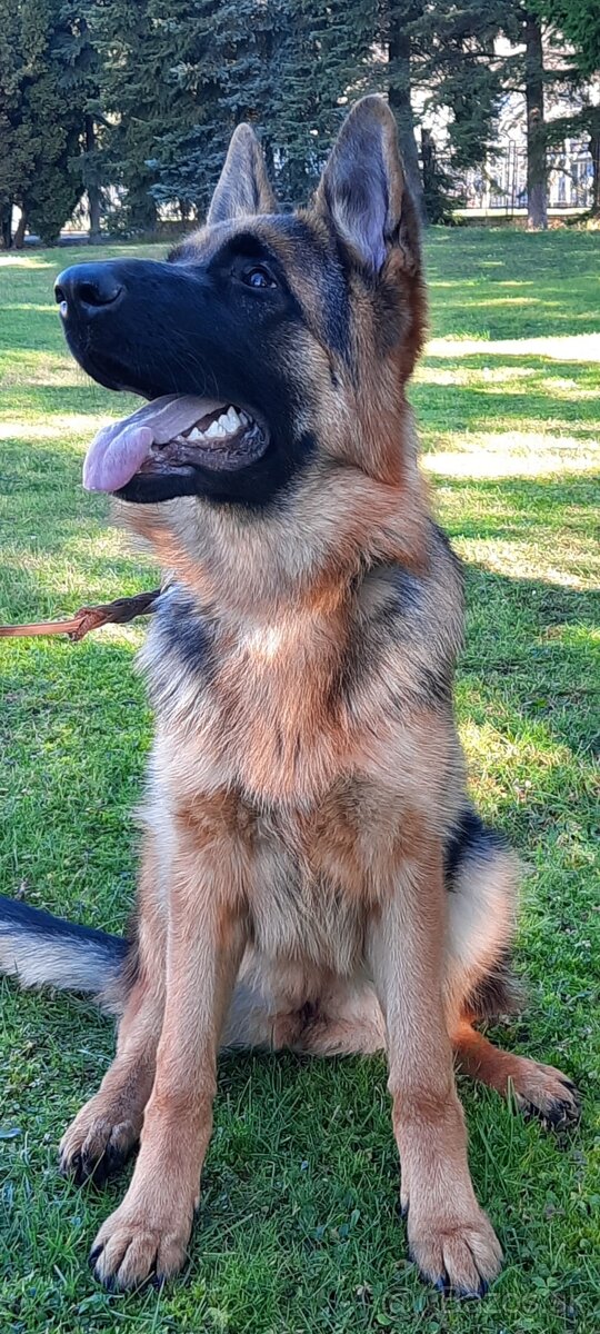 Nemecký ovčiak - 2