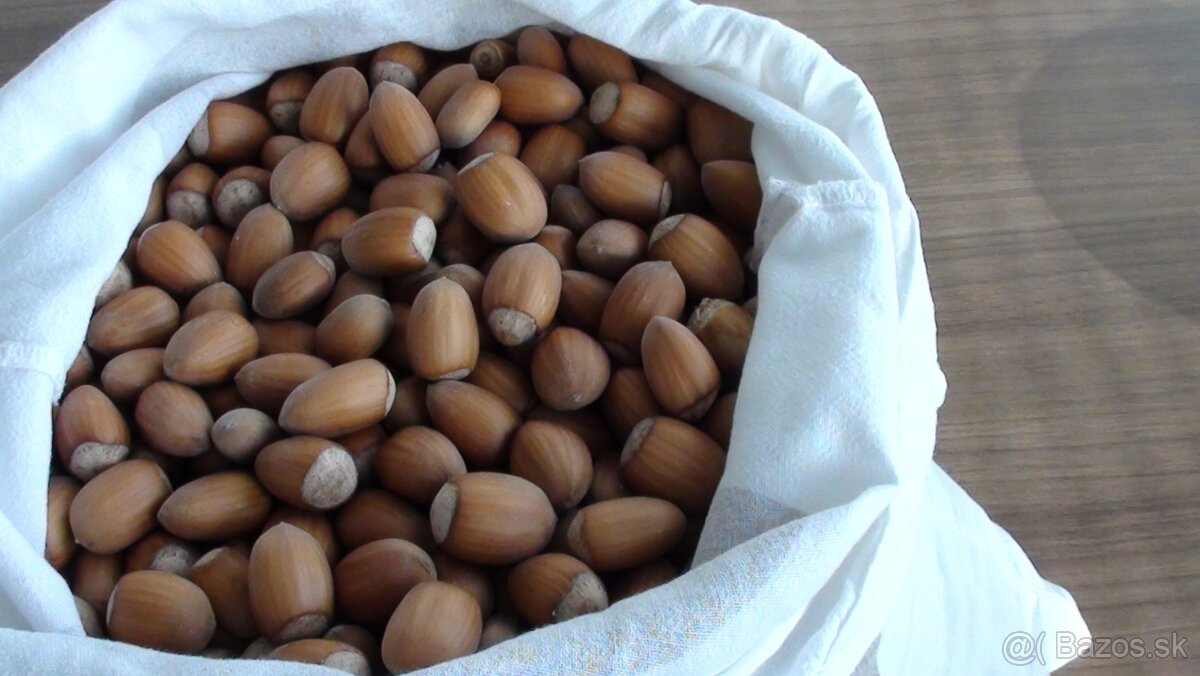 Lieskové orechy nelúpané - 2