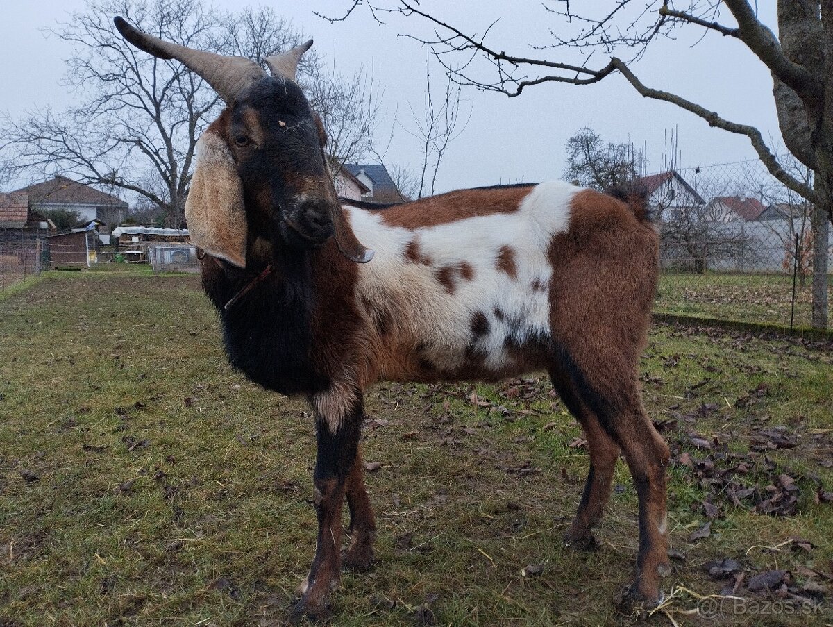 Anglonubíjsky cap - 2