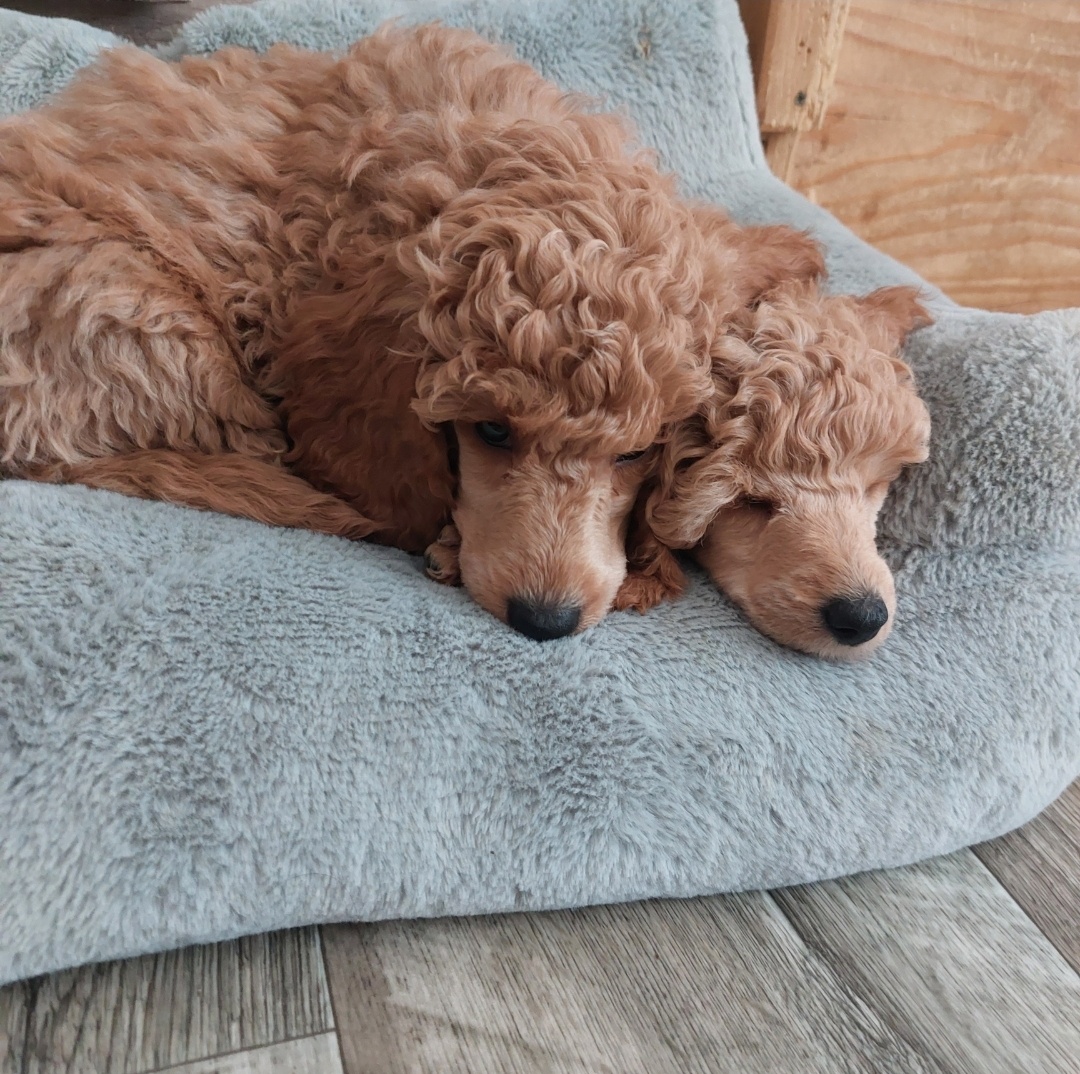 Pudel pudlik toy/trpaslík s PP - 2