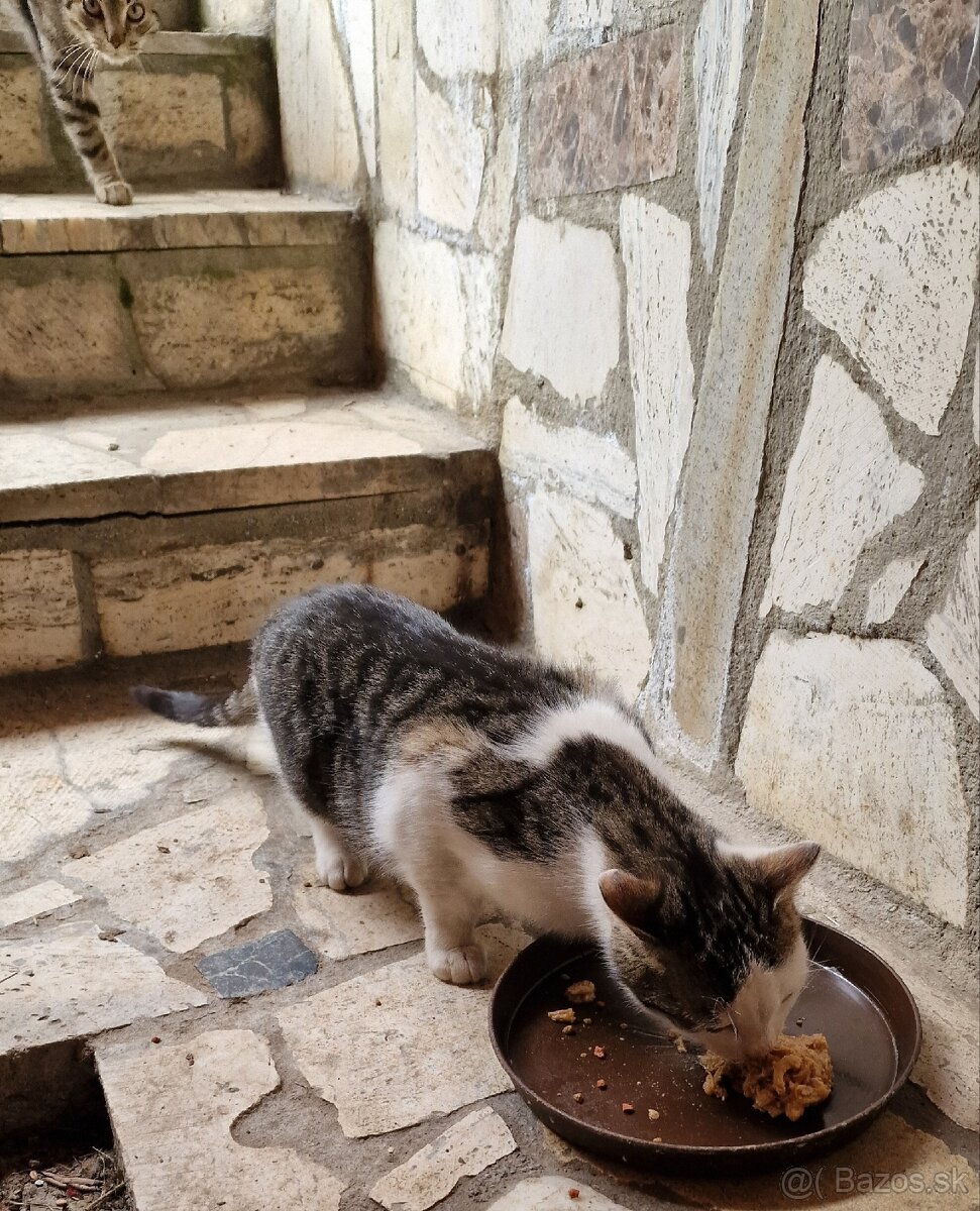 Darujem mačiatka - 2