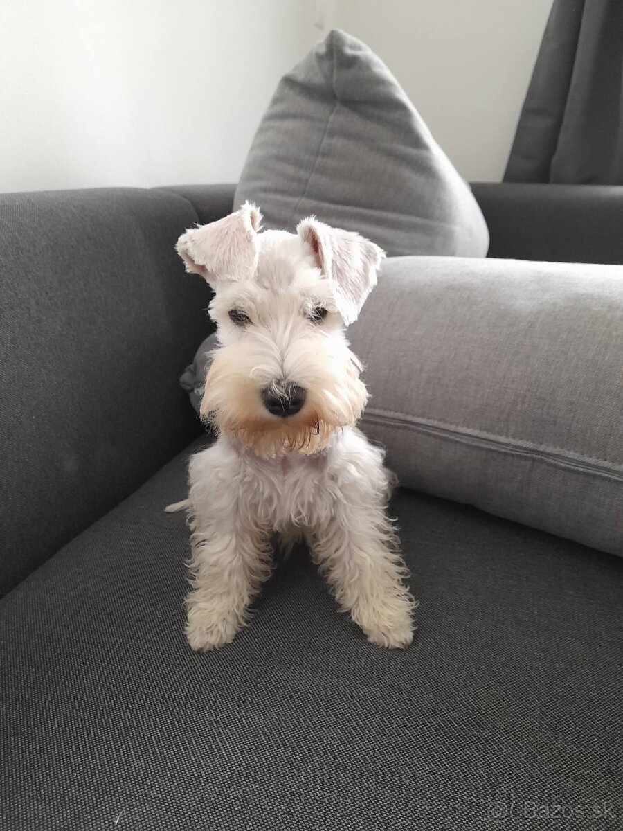 Bradáč malý biely - 2