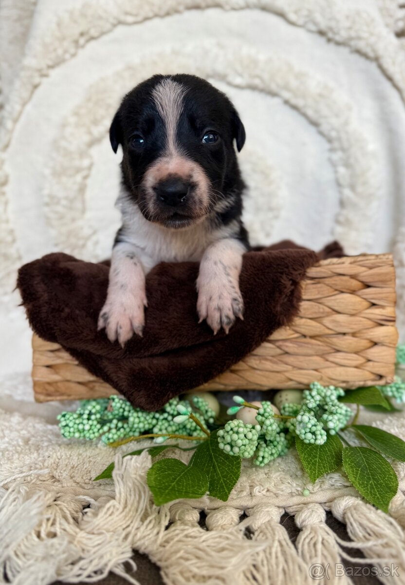 Border kolia s PP - 2