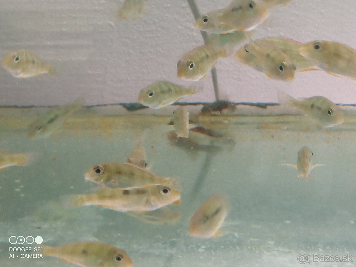 Geophagus red head tapajos - 2