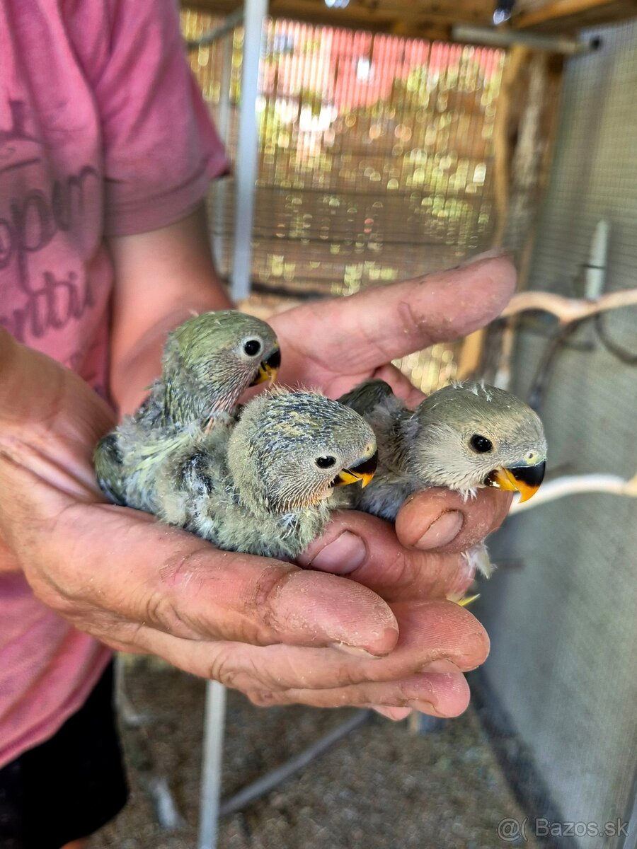 predám agapornis na dokrmovanie - 2