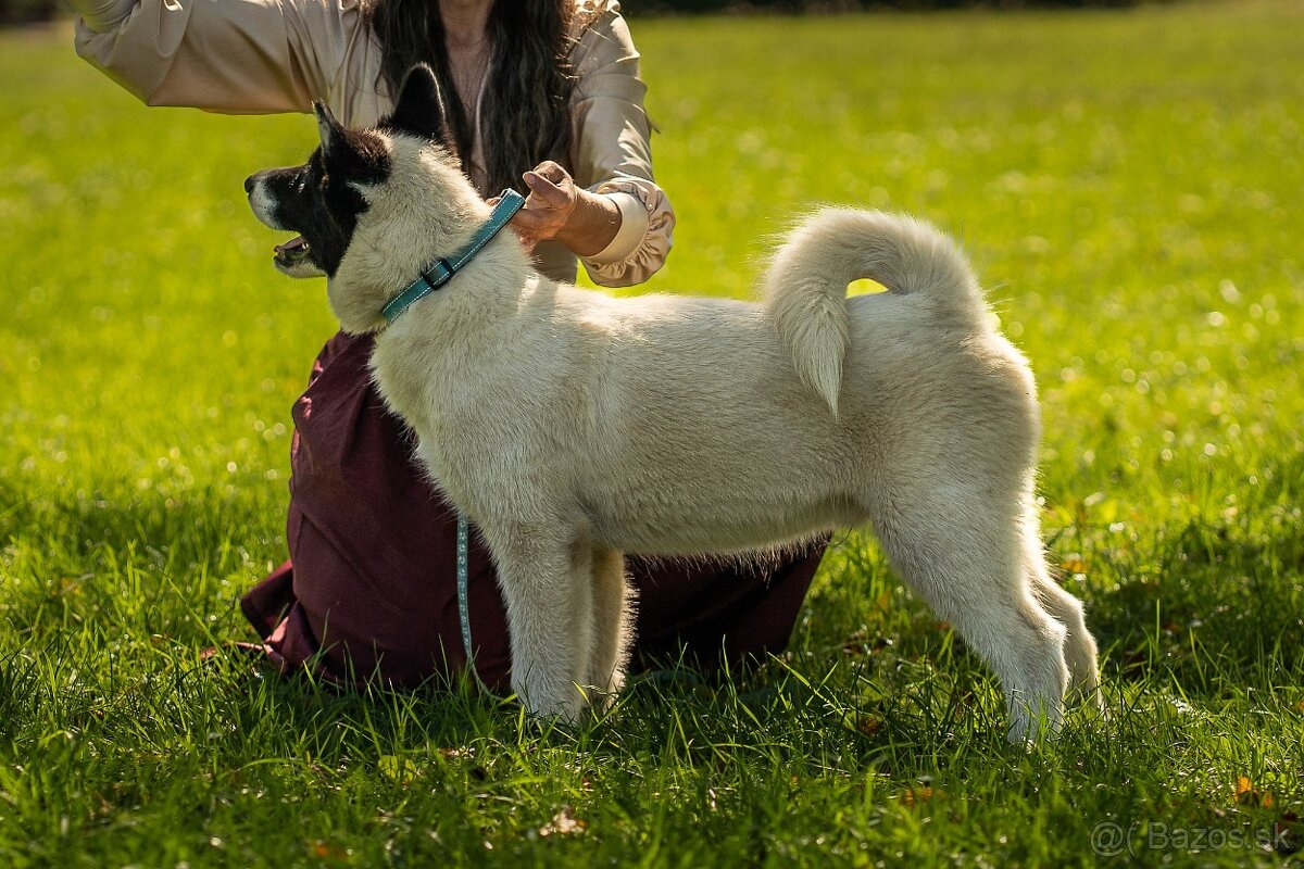 Aljašský malamut /Kanadsko eskimácky pes s PP - 2