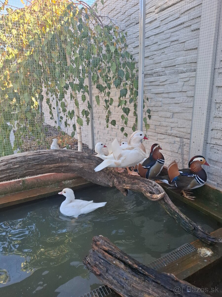 Mandarinske kacicky , kacky - 2