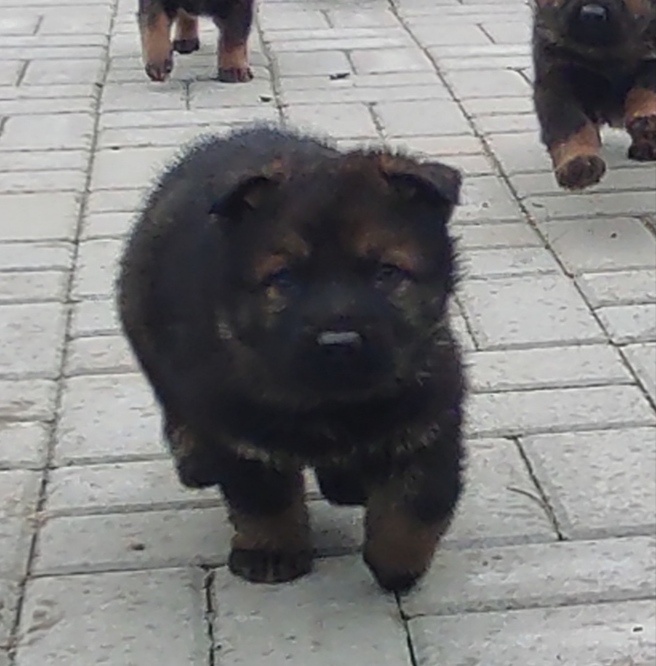 Nemecký ovčiak - 2