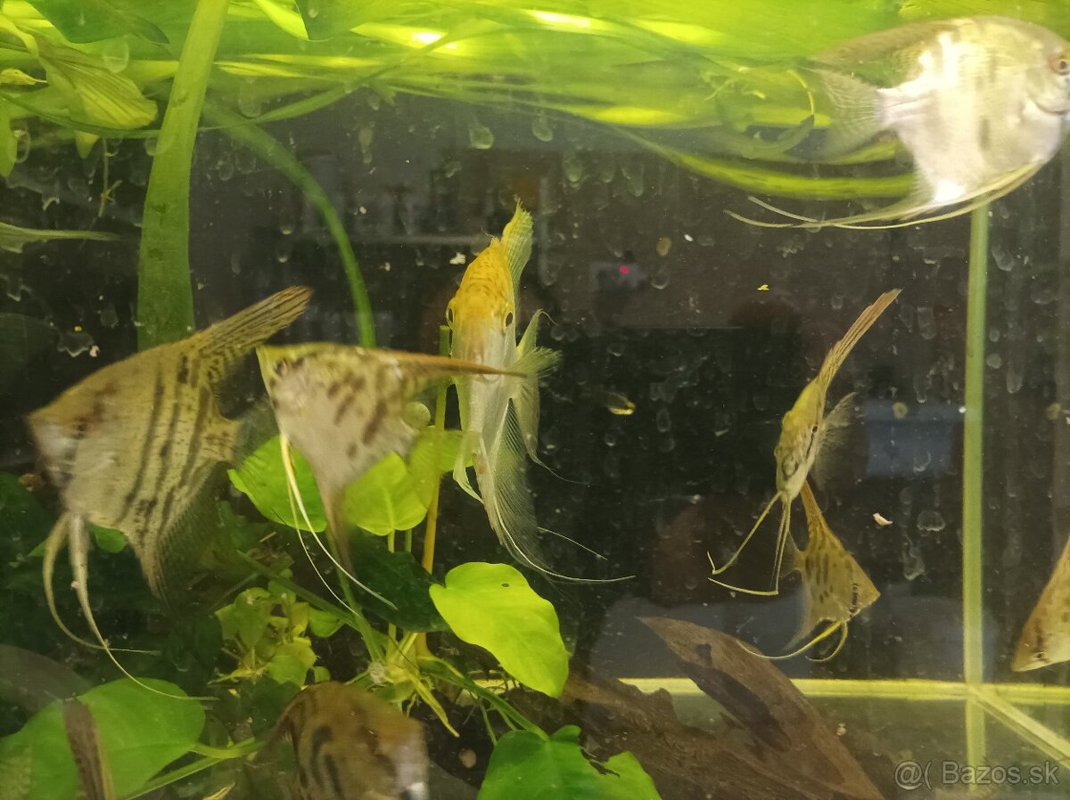 Predám leopardie skalare - 2