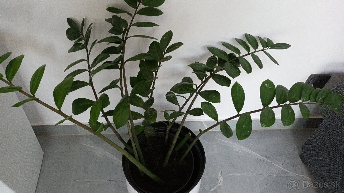 Predam zamioculkas v keramickom kvetinaci - 2