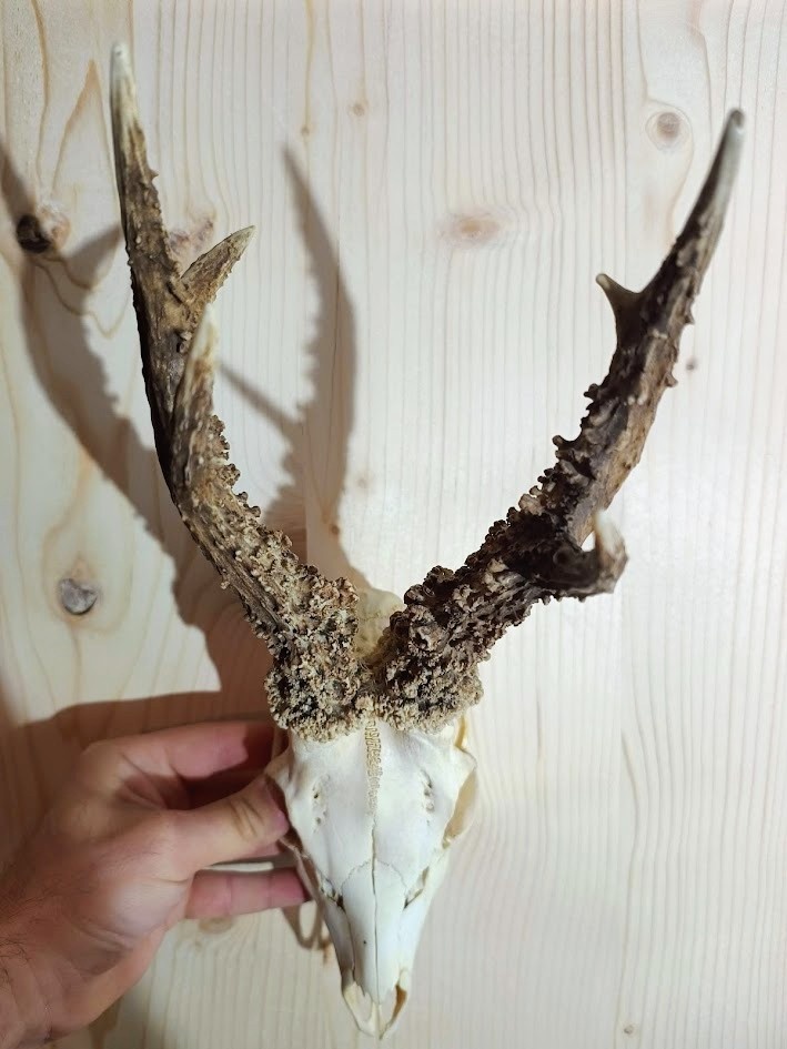 Trofej trofeje parohy parožie zhody.,.,. - 2