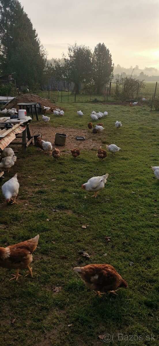 Predám slepačie vajíčka - 2