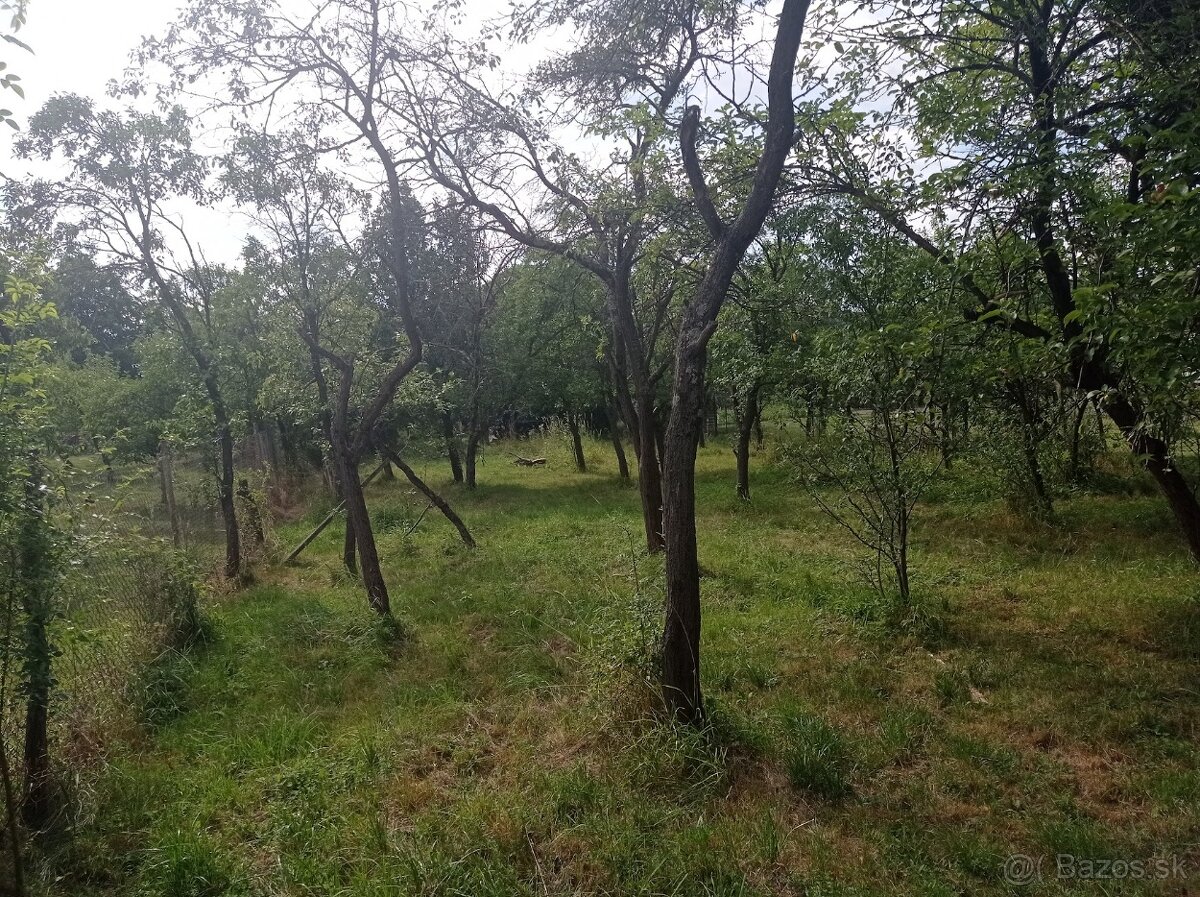 Záhrada na Zemplínskej Šírave - 2