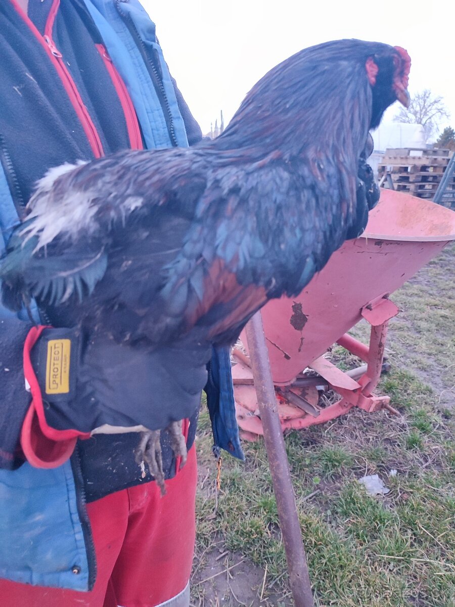 Araucana kohút - 2