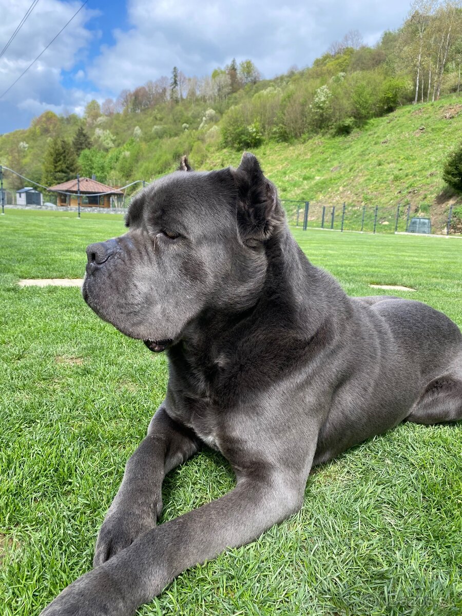 Cane corso krytie - 2