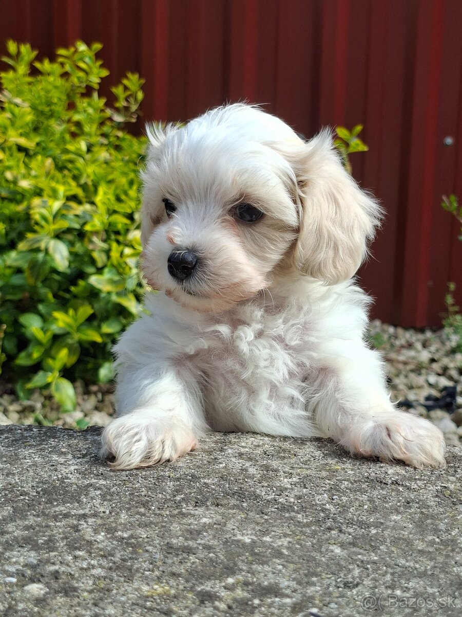 Maltipoo - 2