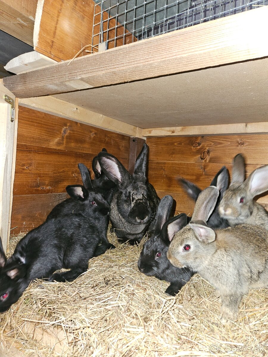 Mlade zajace na chov - 2