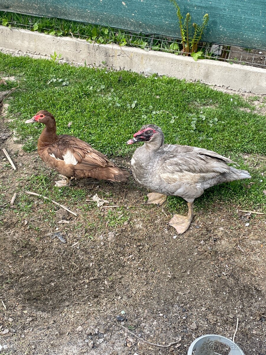 Pizmove kacky - 2