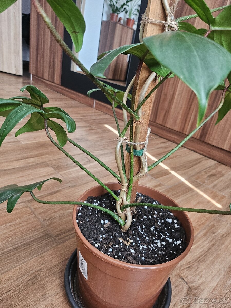 Philodendron ‘Florida Green" - 2