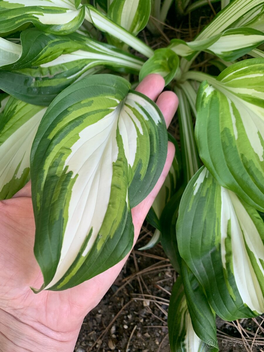 hosta s panašovaným listom - 2