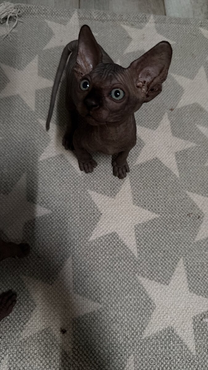 Kanadský sphynx - 2