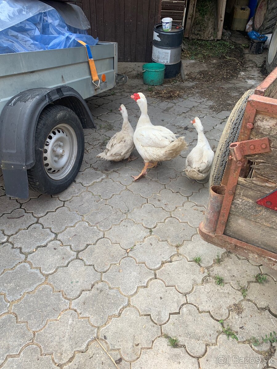 Predam kačky a káčera - 2