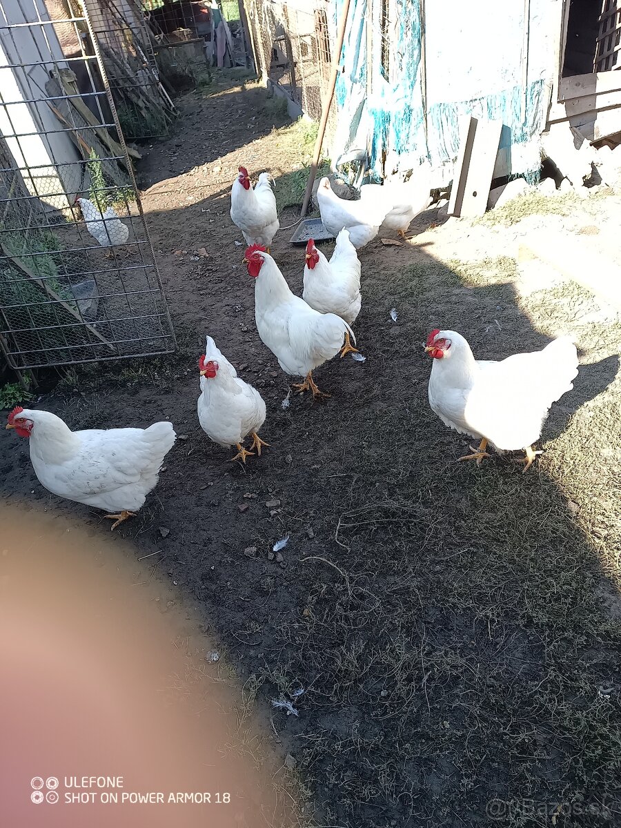 Kohút plymutky bielej - 2
