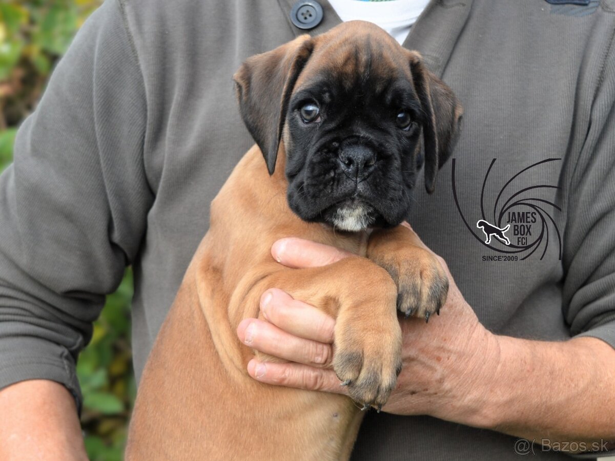 Nemecký boxer- psík s PP - 2