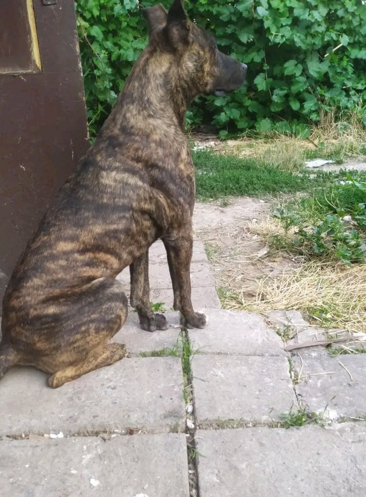 Predám šteniatko - 2