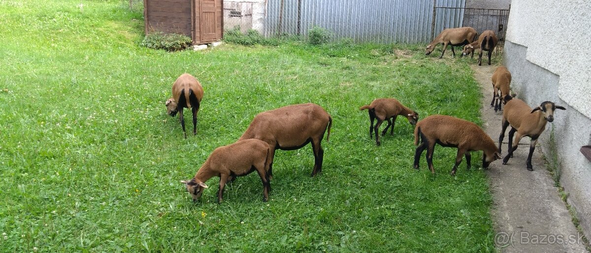 Kamerunská ovca - 2