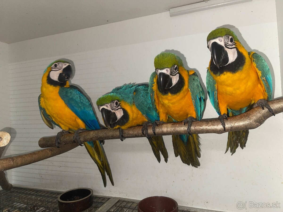 💛💙💛💙mláďatká Ara Ararauna 💛💙💛💙 - 2