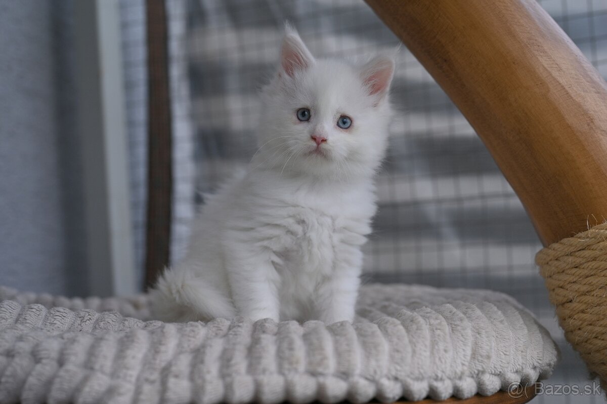 Mainská mývalia - maine coon - MCO - modrooká mačička TES - 2