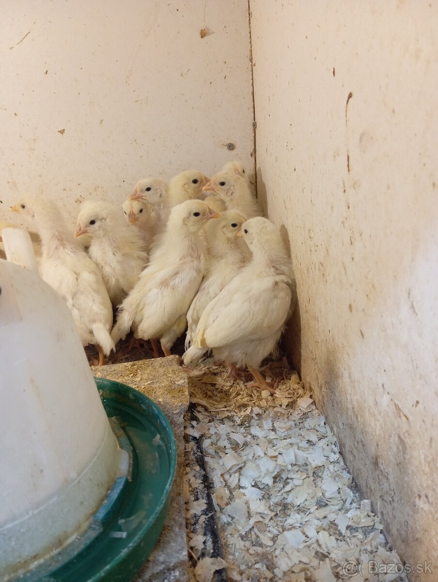 Leghorn, Vlaška jarabičia - 2