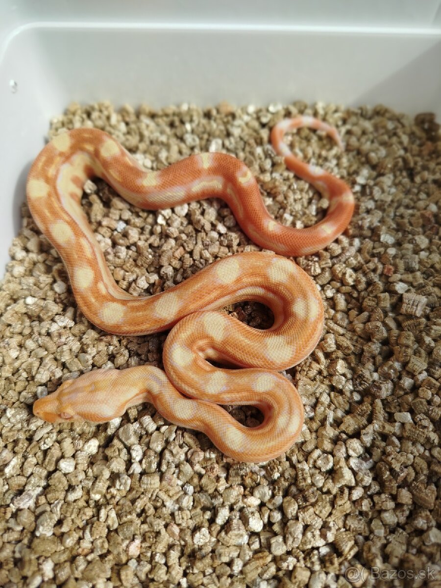 Boa Constrictor INCA - 2