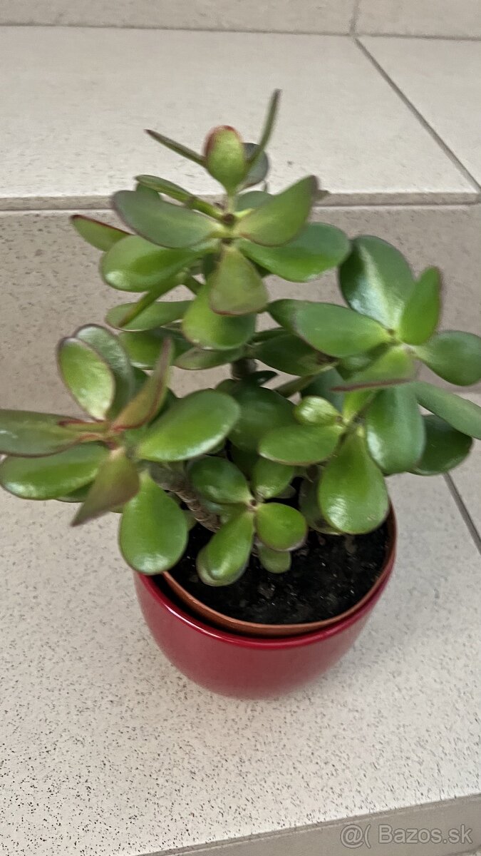 Rastlina sukulent Crassula - 2