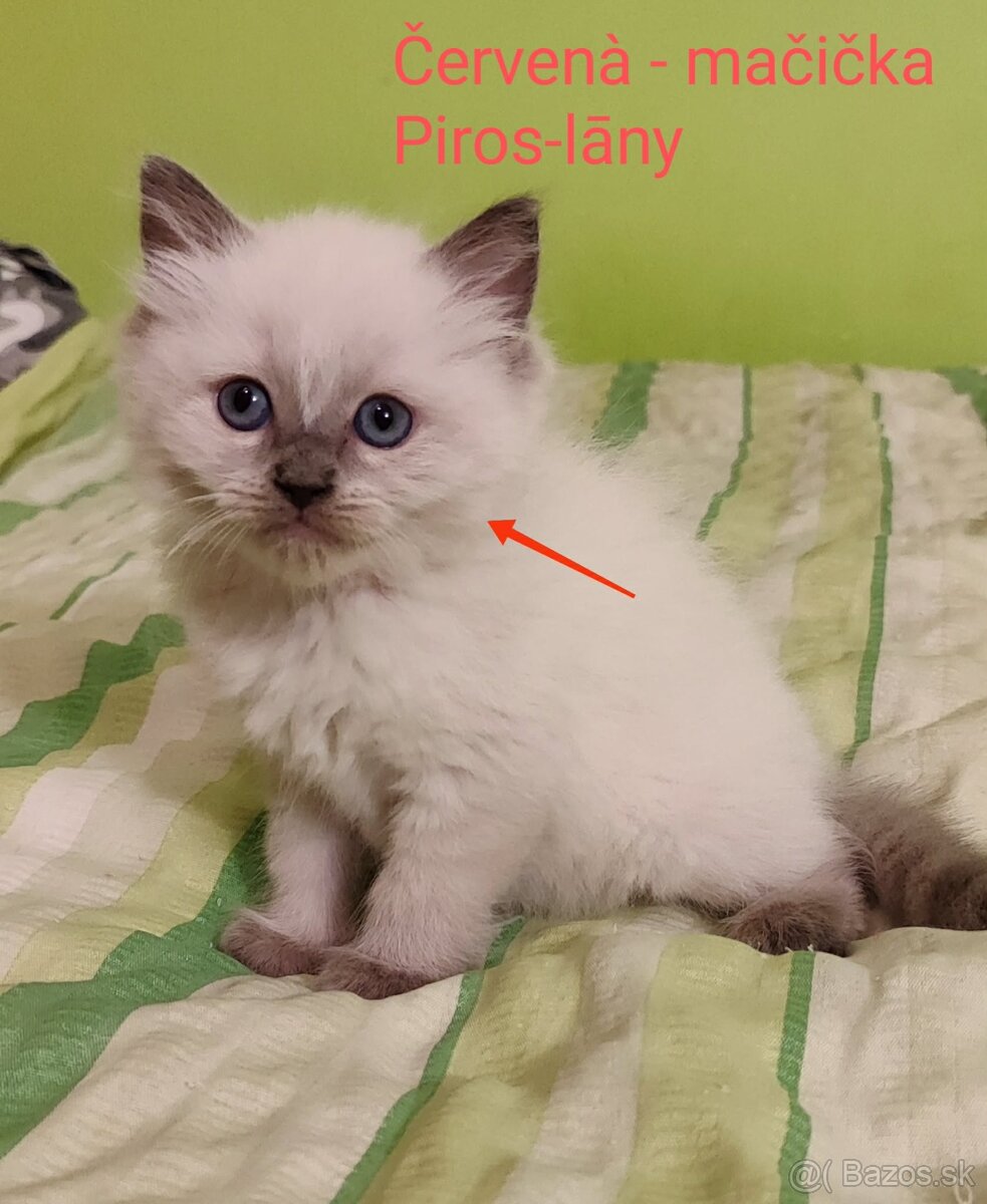 Ragdoll mačičky bez PP - 2