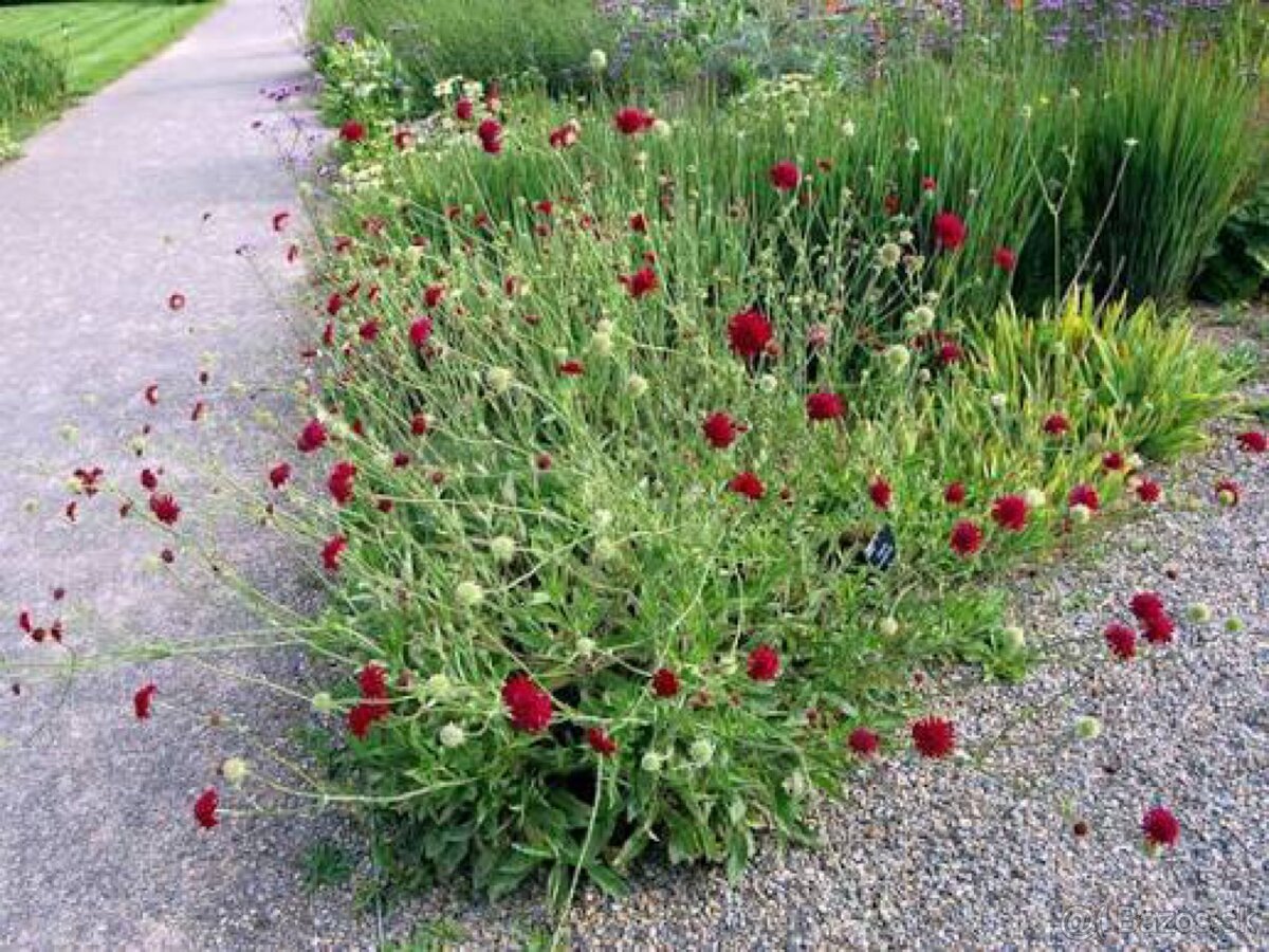 Knautia macedonica - 2