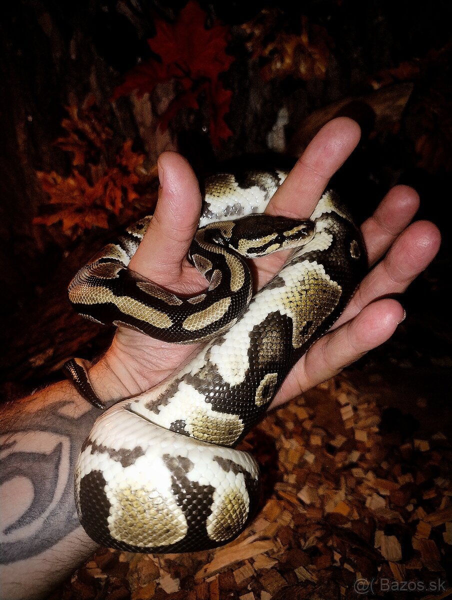 Python Regius , Pytón Kráľovský , Pytón , Had - 2