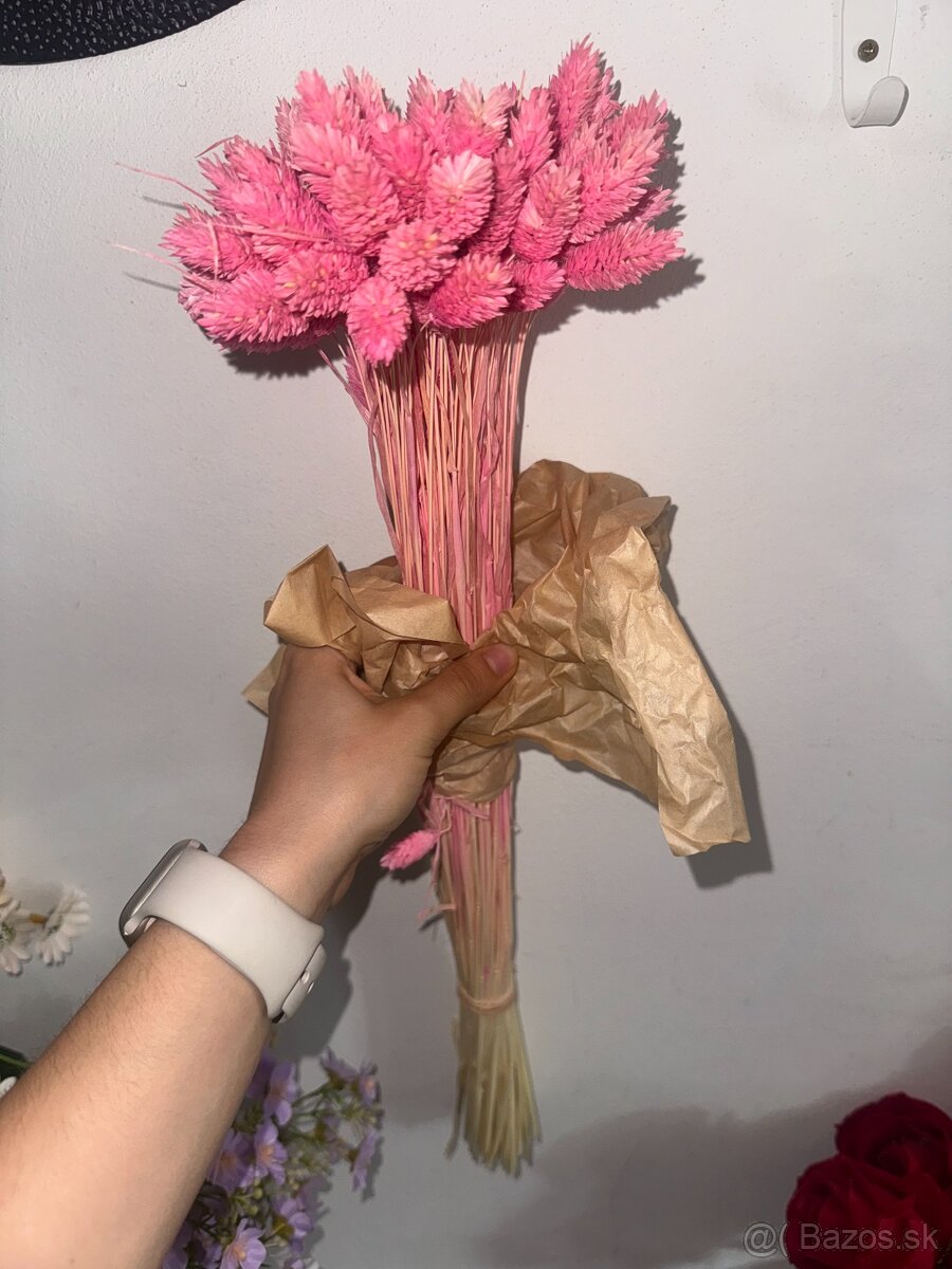 Phalaris – sušené dekoratívne klasy - 2