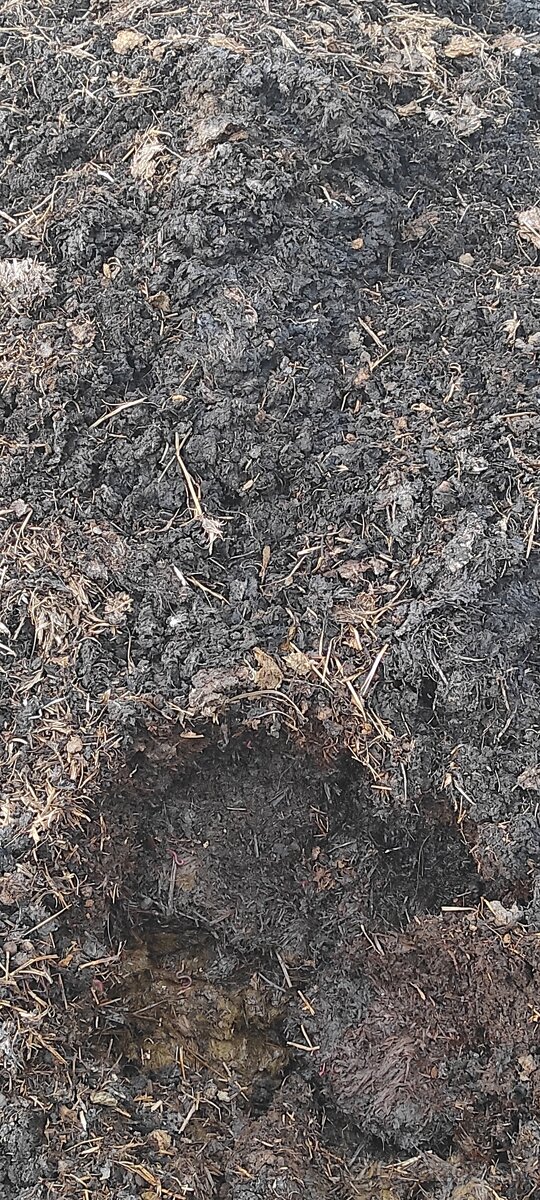 Predám kvalitný maštaľný hnoj - 2