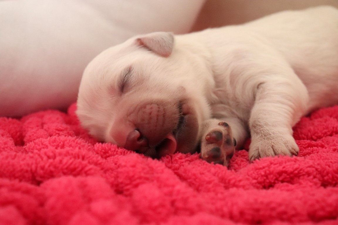 Zlatý retriever/ Golden retriever - 2