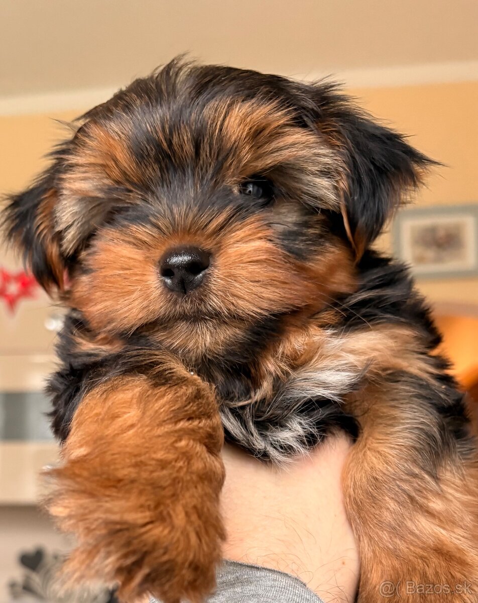 Yorkshirsky terier - 2